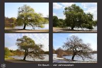 ein Baum-vier Jahreszeiten